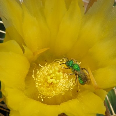 Ferocactus wislizeni flavispinus