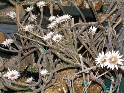 Echinocereus leucanthus