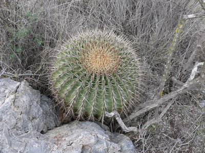 370 P1050020 Feroc. histrix electracanthus.JPG