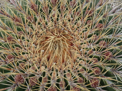 369 P1050019 Fero. histrix electracanthus.JPG
