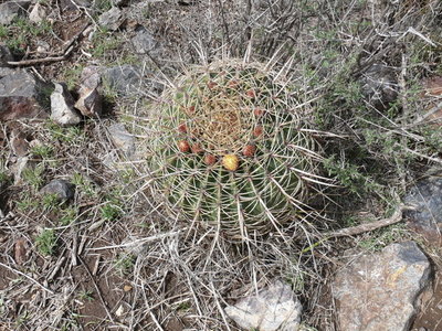 367 P1050016 Feroc. histrix electracanthus.JPG