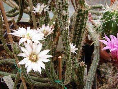 SB0435 Echinocereus leucanthus, Mexico, Sonora, Guasimas,.JPG