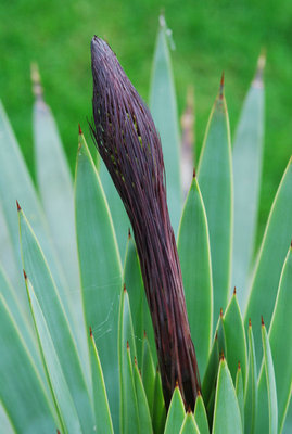 Agave dasylirioides 19.09.2011.jpg