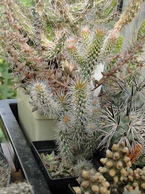 Opuntia spec. 2011 September20.jpg
