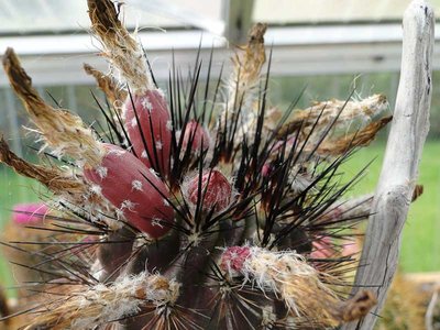 Eriosyce chilensis (Py. krausii) 2011 September20.jpg