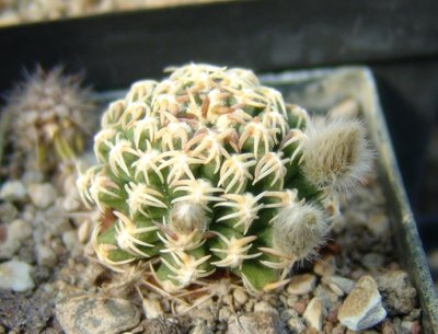 Pygmaeocereus_bieblii_800.jpg
