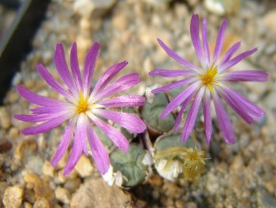 Conophytum_minutum_ssp._pearsonii_800.jpg