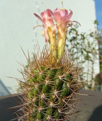 Submatucana_currundayensis_x_Winterocereus_aureispinus_800.jpg