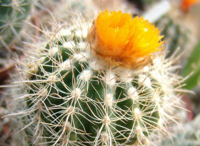 Parodia_bilbaoensis_800.jpg