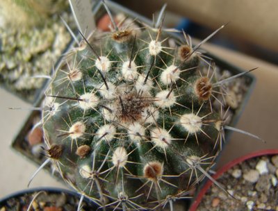 Parodia_culpinensis_800.jpg