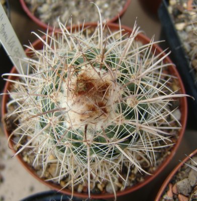 Parodia_maassii_Form_KK997_800.jpg