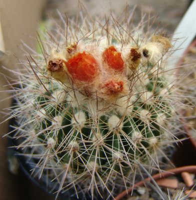 Parodia_setifera_800.jpg