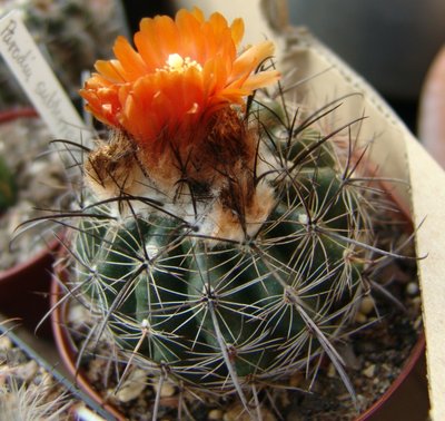 Parodia_subterranea1_800.jpg