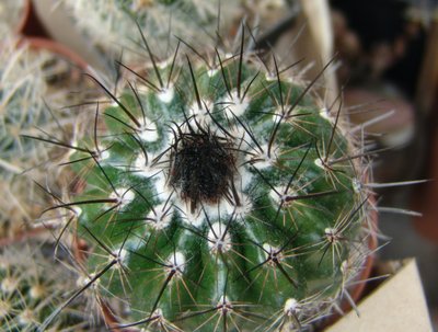 Parodia_subterranea2_800.jpg