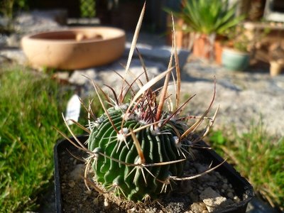Stenocactus multicostatus