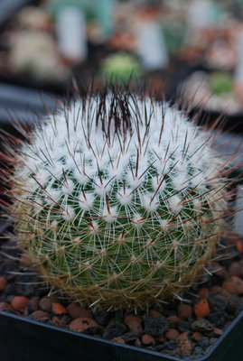 Stenocactus crispatus 01.jpg