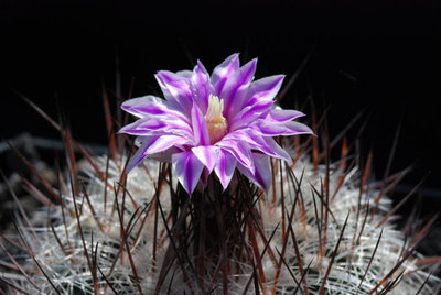 Stenocactus crispatus 02.JPG