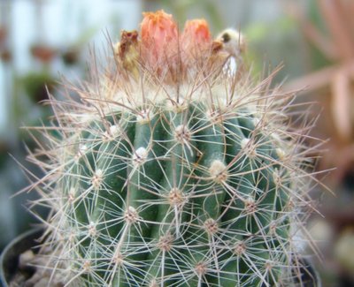 Parodia_setifera2_800.jpg