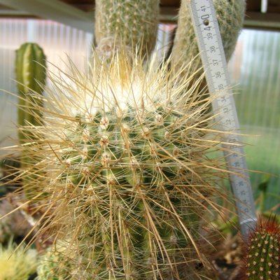 Parodia_maxima_groesse_800.jpg
