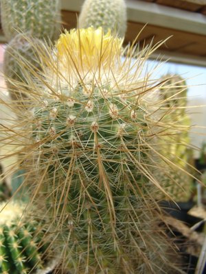 Parodia_maxima_bluehend_800.JPG