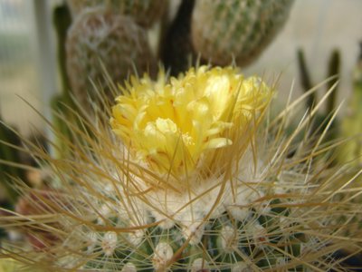 Parodia_maxima_Bluete_800.JPG