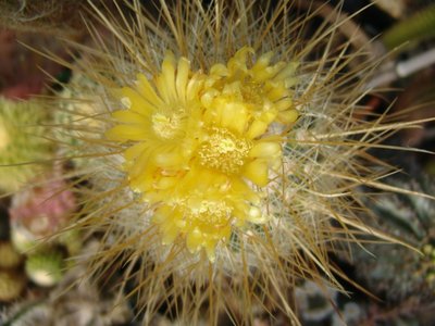 Parodia_maxima_Scheitel_800.jpg