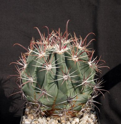 Feroc_townsendianus_el Cien_0653-a.jpg