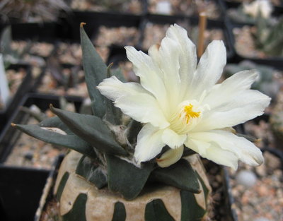 ein kleinerer trigonus, gepfropft