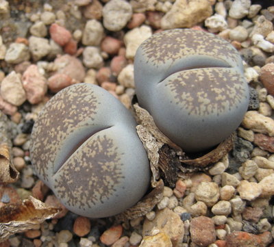 sollte C153-Lithops<br />Lithops lesliei ssp. lesliei v. venteri<br />sein, aber passt nicht zu 100% zu den Bilder bei Uwe Beyer