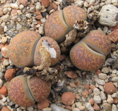 C015-Lithops<br />Lithops lesliei ssp. lesliei v. hornii