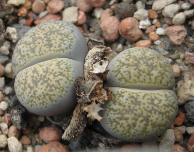 C354-Lithops<br />Lithops lesliei ssp. lesliei v. lesliei