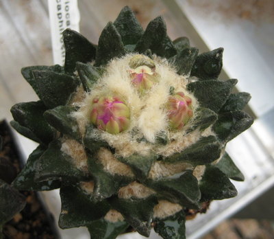 A. scaphirostris