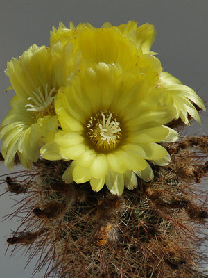 Parodia microsperma 2011 Juno18-1.jpg