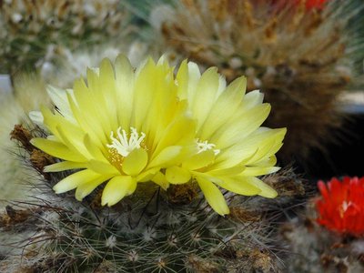 Parodia microsperma 2011 Juli24.JPG-2.jpg