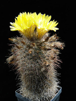 Parodia microsperma (wolliger Scheitel) 2011 Juno11-4.jpg