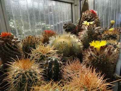 Parodia 2011 September11-1.jpg