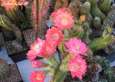 Ein weiterer Vertreter aus La Bufa mit einer typischen Scheeriblüte