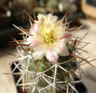 Copiapoa1_800.jpg