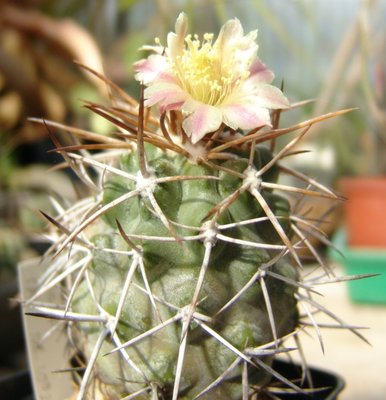 Copiapoa2_800.jpg