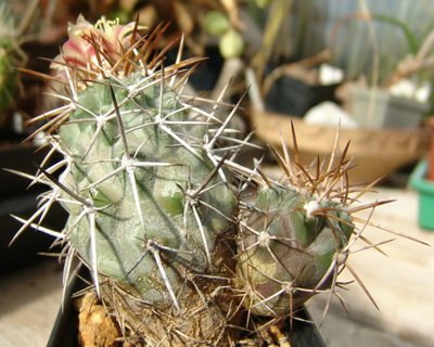 Copiapoa3_800.jpg