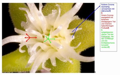 Erklärung Fockea-Blüte.jpg