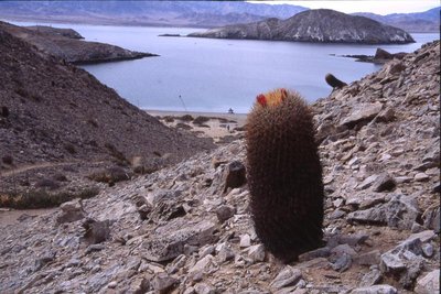 BC2002-476-gatesii_Isla_la_Ventana.jpg