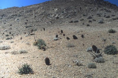 BC1998-215-Isla La_Ventana.jpg