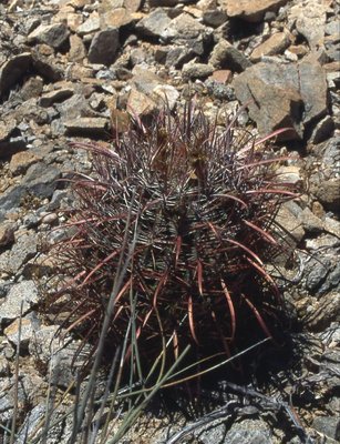 BC1998-217-gatesii_Isla_la_Ventana.jpg