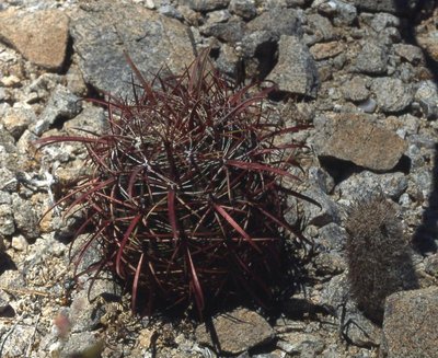 BC1998-220-gatesii_Isla_la_Ventana.jpg