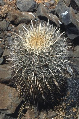 BC1998-239-gatesii_Isla_Llave.jpg