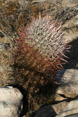 Feroc_gatesii_Festland_0489.jpg