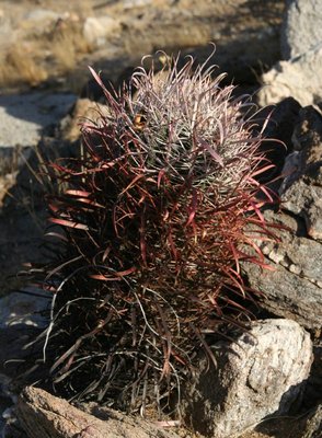 Feroc_gatesii_Festland_0488.jpg