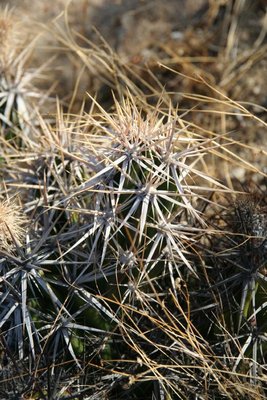 Corynopuntia_invicta_0479.jpg