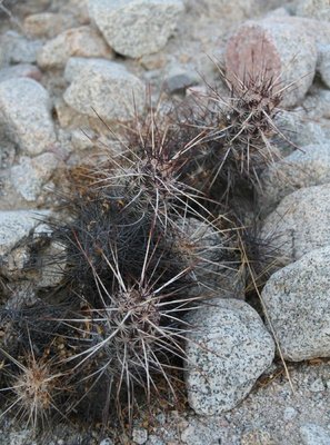 Echinocer_ferreirianus_0492.jpg